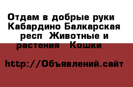 Отдам в добрые руки - Кабардино-Балкарская респ. Животные и растения » Кошки   